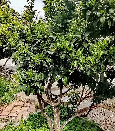 Elisabeth, Gjiri I Lalzit, Plazhi San Pietro Kwatera prywatna Durrës